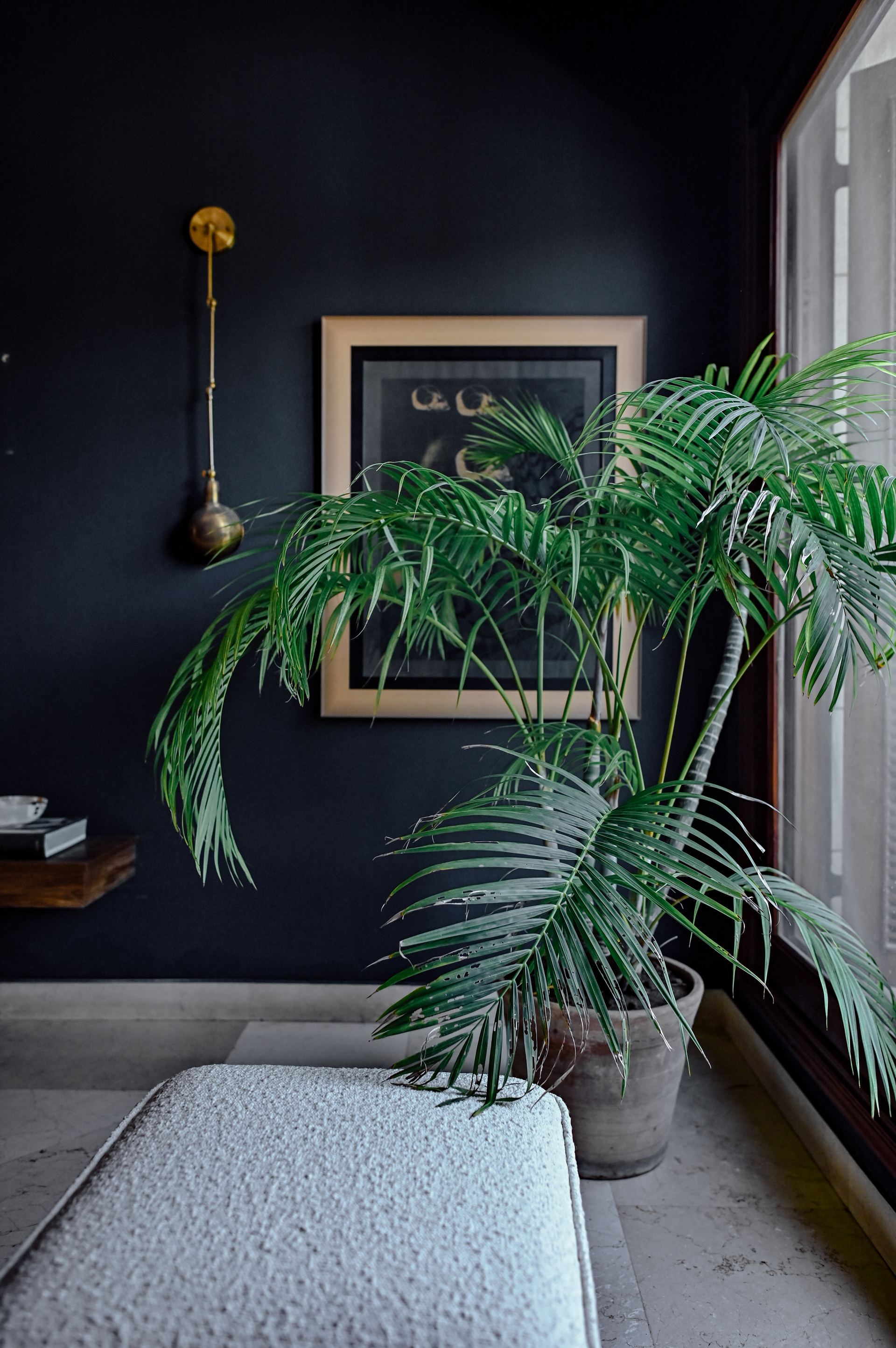 Potted palm beside a brass wall sconce and framed abstract artwork