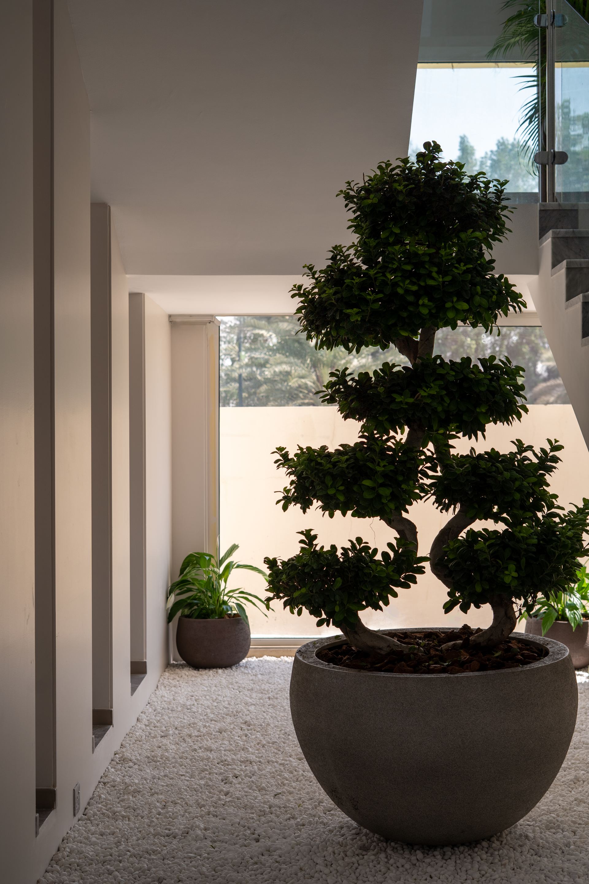 Sculptural bonsai tree in a stone planter beside a glass staircase